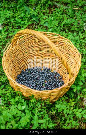 Heidelbeeren sind mehrjährige blühende Pflanzen mit indigobarbenen Beeren aus dem Abschnitt Cyanococcus innerhalb der Gattung Vaccinium (Gattung, die auch Kranb enthält) Stockfoto