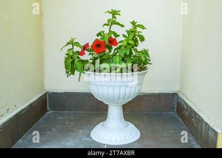 Petunia ist eine Gattung von 35 Arten von blühenden Pflanzen südamerikanischer Herkunft, die eng mit Tabak, kapstachelbeeren, Tomaten und tödlichen Nachtschatten verwandt sind Stockfoto