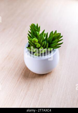 Crassula ist eine große Gattung von Sukkulenten, die viele Arten enthält, darunter die beliebte Jadepflanze Crassula ovata. Stockfoto