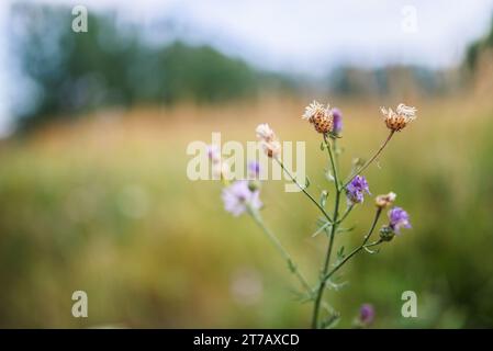 Cirsium ist eine Gattung von mehrjährigen und zweijährigen blühenden Pflanzen in den Asteraceae, einer von mehreren Gattungen, die allgemein als Disteln bekannt sind. Sie sind mehr Übereinstimmung Stockfoto