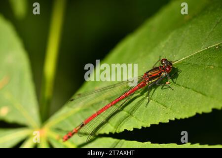 Rote Damselfliege auf einem Blatt Stockfoto