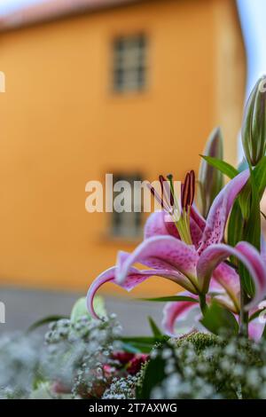 Hemerocallis Little Wart, gebräuchlicher Name lange rosa Taglilie, ist eine krautige mehrjährige Pflanze aus der Familie der Xanthorrhoeaceae. Stockfoto