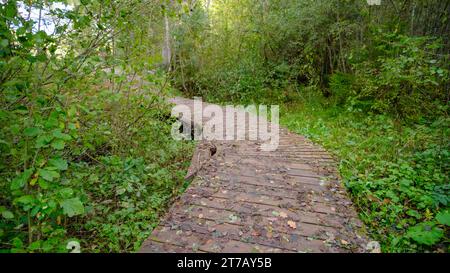 Ein Weg aus Holzdielen ist eine Durchfahrt durch den Wald Stockfoto