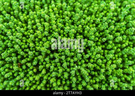 Sedum (Steinpilz Spanisch) aus nächster Nähe in einem Sommer Stadtpark. Stockfoto