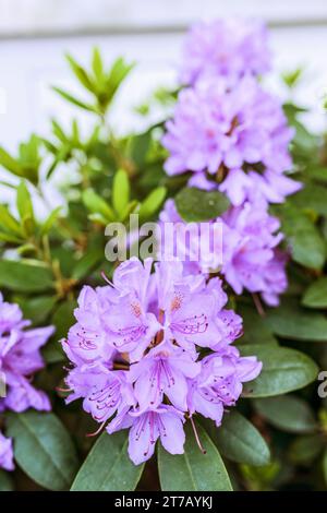 Rhododendron ist eine Gattung von 1.024 Arten von Holzpflanzen in der Heidefamilie (Ericaceae), immergrün oder Laubpflanzen, die jedoch hauptsächlich in Asien vorkommen Stockfoto