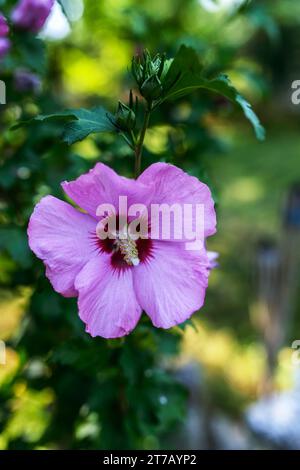 Hibiscus ist eine Gattung von blühenden Pflanzen der Malvenfamilie, Malvaceae. Sie ist recht groß und enthält mehrere hundert Arten, die in warm-tem heimisch sind Stockfoto