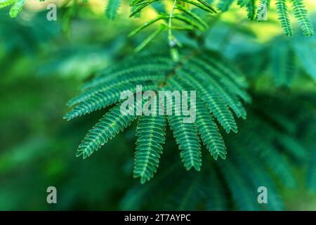 Albizia julibrissin (persischer Seidenbaum, rosafarbener Seidenbaum) ist eine Baumart aus der Familie der Fabaceae, die in Südwest- und Ostasien beheimatet ist. Stockfoto