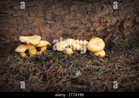 Pfifferling-Pilze, die im Fichtenwald wachsen, ihr natürlicher Lebensraum (Cantharellus cibarius) Stockfoto