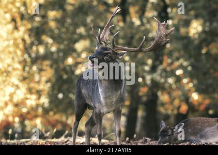 Damhirsch (Dama dama) in wunderschöner Natur im Herbst, Hirsch brüllt in einer Lichtung mitten im Wald Stockfoto