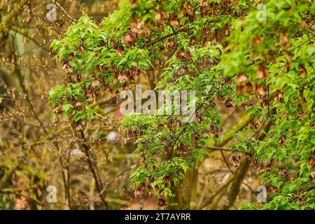 Acer tataricum ginnala (Amurahorn) ist eine Pflanzenart mit Holzstielen, die in Nordostasien von der Mongolei bis Korea und Japan und von Norden nach Asien beheimatet sind Stockfoto