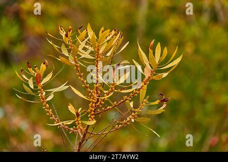 Myrica Gale ist eine Art der blühenden Pflanze der Gattung Myrica, die in Nord- und Europa und Teilen Nordamerikas beheimatet ist. Häufige Namen sind Bog Stockfoto