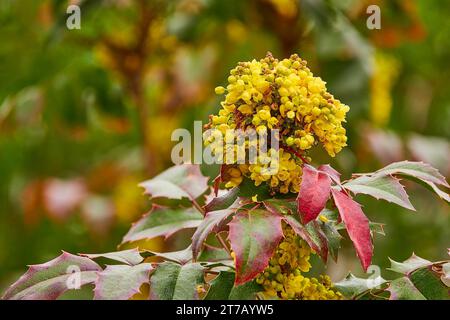 Mahonia aquifolium (Oregon-Traube oder Oregon-Traube) ist eine im Westen Nordamerikas beheimatete blühende Pflanzenart aus der Familie der Berberidaceae. Stockfoto