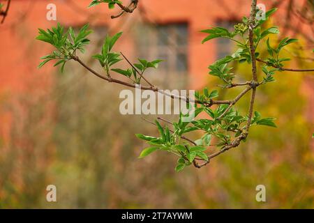 Sambucus nigra ist ein Artenkomplex blühender Pflanzen der Familie Adoxaceae. Die Namen sind Europäischer Ältester und Europäischer schwarzer Holunder. Stockfoto