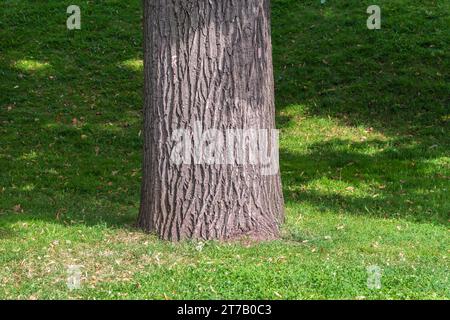 Die Basis des Stammes einer alten Eiche im Herbstpark. Orangefarbene, braune und gelb gefallene Eichenblätter im Sonnenlicht. Stockfoto
