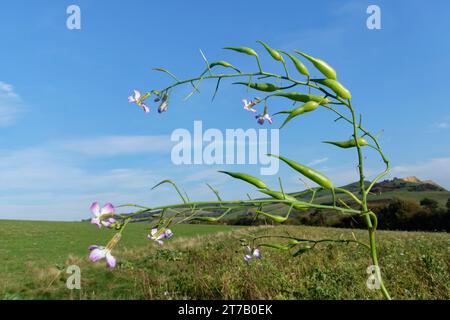 Futterrettich (Raphanus sativus oleiformis) mit Blumen und Samenkapseln in einer Wildbedeckung, Dorset, UK, Oktober. Stockfoto