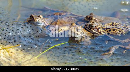 Europäische braune Frosch in lateinischer Rana temporaria mit Eiern Stockfoto