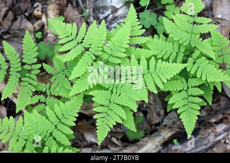 Gymnocarpium dryopteris, allgemein bekannt als westliche Eiche, gemeine Eiche Farn, Eiche Farn oder nördliche Eiche Farn, wilde Pflanze aus Finnland Stockfoto