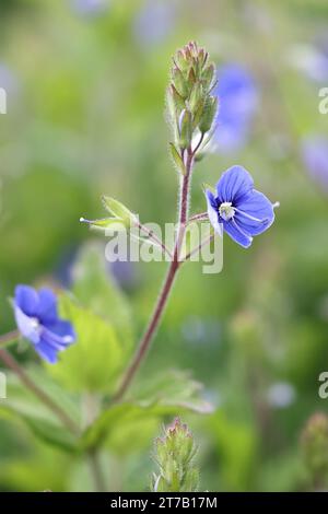 Veronica chamaedrys, auch bekannt als Germander speedwell oder Bird’s-eye speedwell, wilde blühende Pflanze aus Finnland Stockfoto