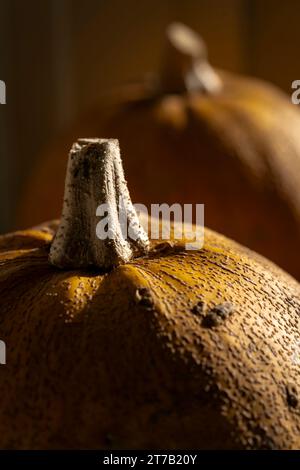 Die gemütliche Herbstszene zeigt zwei leuchtende orangefarbene Kürbisse, die in natürliches Licht getaucht sind und auf einer Fensterbank ruhen. Das warme Leuchten verstärkt den saisonalen Charme, Stockfoto