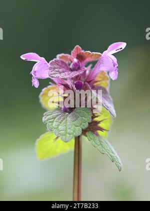 Lamium purpureum, bekannt als rote Brennnessel oder violette Brennnessel, wilde blühende Pflanze aus Finnland Stockfoto