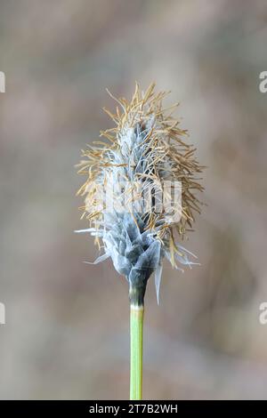 Eriophorum vaginatum, auch bekannt als Hasenschwanzgras, Tussock-Cottongras oder umhüllte Cottonsedge, ein neuer Spross, der in Finnland blüht Stockfoto