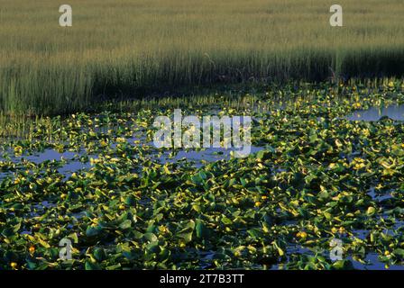 Kuh Lilie Marsh, Klamath Marsh National Wildlife Refuge, Oregon Stockfoto