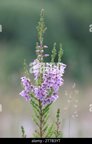 Heidekraut, Calluna vulgaris, auch bekannt als gemeine Heidekraut oder Ling, wilde blühende Pflanze aus Finnland Stockfoto