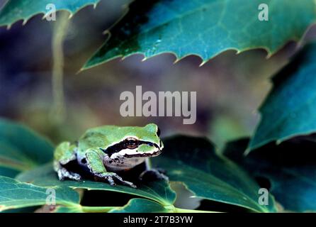 Pacific Tree Frog, McKenzie Wild and Scenic River, Willamette National Forest, Oregon Stockfoto