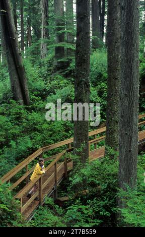 Der antike Waldweg, Mike Miller Educational Trail, Newport, Oregon Stockfoto