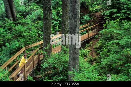 Sitka Fichte (Picea sitchensis) Forest, Mike Miller Educational Trail, Newport, Oregon Stockfoto