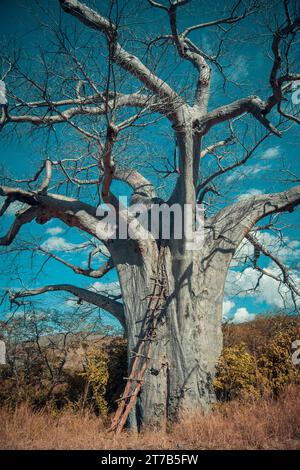 Ein älterer Mann mit einer Leiter, der neben einem Baum steht und bereit ist, alle notwendigen Wartungsarbeiten durchzuführen Stockfoto