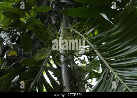 Niedrigwinkelansicht einer Areca concinna-Pflanze mit einer neu produzierten Blütenblüte, Knospen und unreifen Früchten. Diese Areca-Sorte ist endemisch Stockfoto