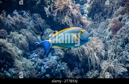 Blick unter dem Wasser auf tropische Fische. Gelbflossen-Chirurgenfische vor Korallenhintergrund. Stockfoto