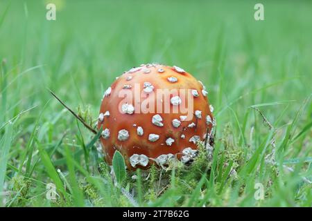 Amanita muscaria, auch bekannt als Fliegenpilz oder Fliegenamanita, giftiger Pilz aus Finnland Stockfoto