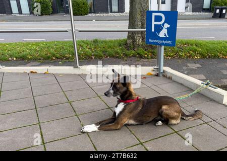 Liegender Hund an der Leine gebunden an die Bordsteinkante in einem Hundebereich. Stockfoto