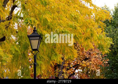 Herbstlaub auf Akazienbaum im Bedford Park, London, Großbritannien Stockfoto