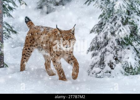 Nahaufnahme erwachsener Lynx in kalter Zeit. Bobcat-Schnee in wilder Winterlandschaft. Action-Wildlife-Szene mit gefährlichem Tier Stockfoto