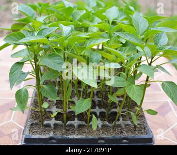 Anbau von Setzlingen aus Süßpfeffer in Kassetten mit organischem Boden Stockfoto