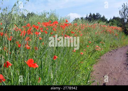 Wilder Mohn, der wie ein Unkraut auf einem Ackerfeld wächst Stockfoto