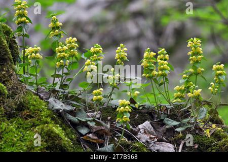 Frühling in der Wildnis in den Wäldern Gelbe Taube Brennnessel (Lamium galeobdolon) blüht Stockfoto