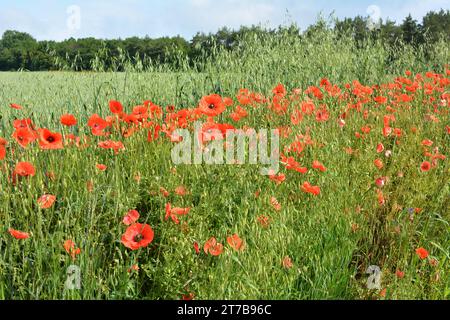 Wilder Mohn, der wie ein Unkraut auf einem Ackerfeld wächst Stockfoto