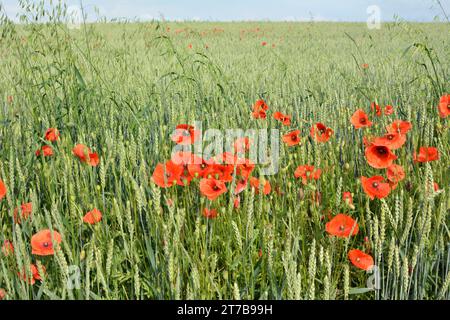 Wilder Mohn, der wie ein Unkraut auf einem Ackerfeld wächst Stockfoto