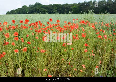 Linaria vulgaris blüht in der Wildnis unter Gräsern Stockfoto