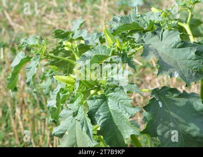 In der Wildnis wächst eine giftige Heilpflanze - Datura stramonium Stockfoto