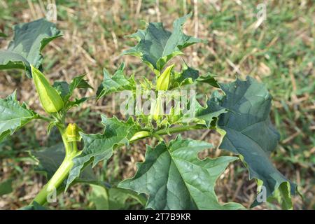 In der Wildnis wächst eine giftige Heilpflanze - Datura stramonium Stockfoto