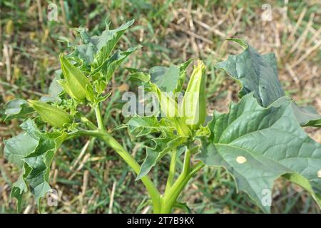 In der Wildnis wächst eine giftige Heilpflanze - Datura stramonium Stockfoto