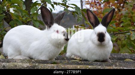 Ein erwachsenes Kaninchen der kalifornischen Rasse Stockfoto