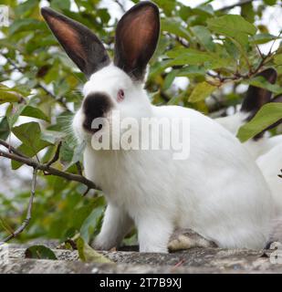 Ein erwachsenes Kaninchen der kalifornischen Rasse Stockfoto