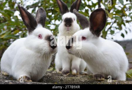 Ein erwachsenes Kaninchen der kalifornischen Rasse Stockfoto