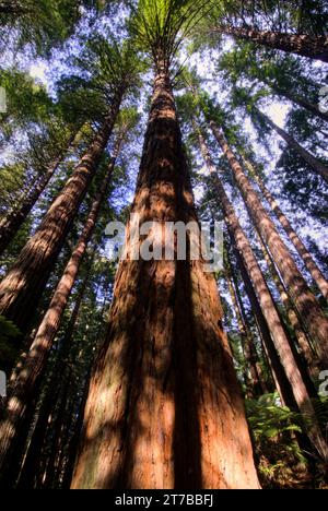 Redwoods Forest Walk im Whakarewarewa Forest in Rotorua, Nordinsel, Neuseeland Stockfoto